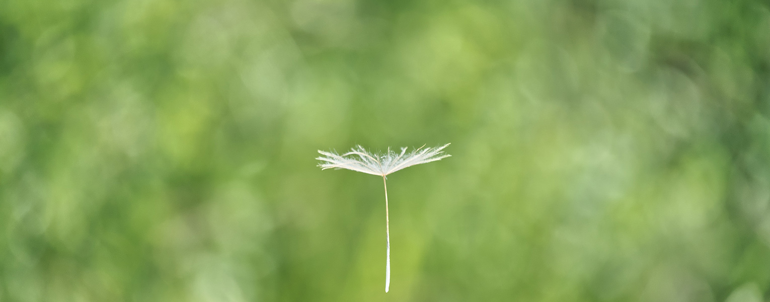 Dandelion seed soaring in the wind